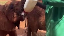 Baby Elephant Tries to Hold His Own Milk Bottle