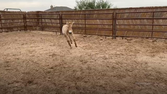 Klonlar: Nesli tükenmiş ama hayata geri döndürülen türler