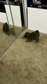 Puppy playing with mirror, he loves his reflections