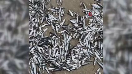 - Şili’de on binlerce balık kıyıya vurdu