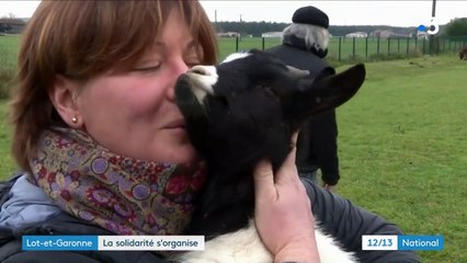 Inondations dans le Lot-et-Garonne : la mobilisation permet de sauver des chèvres