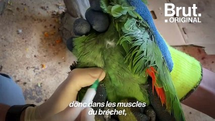 Dans les zoos de France, des milliers d'oiseaux se font vacciner face au retour de la grippe aviaire