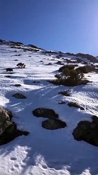 Ils se font attaquer par des sangliers à la montagne