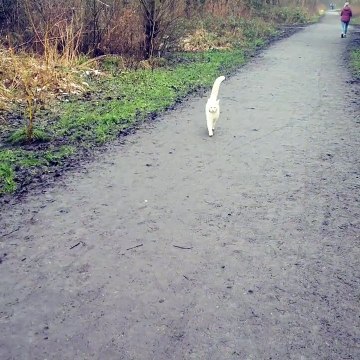 Emma Holdgate says her five-year-old daughter Willow is “crying herself to sleep” every night since the disappearance of one-year-old family cat Link nearly a fortnight ago