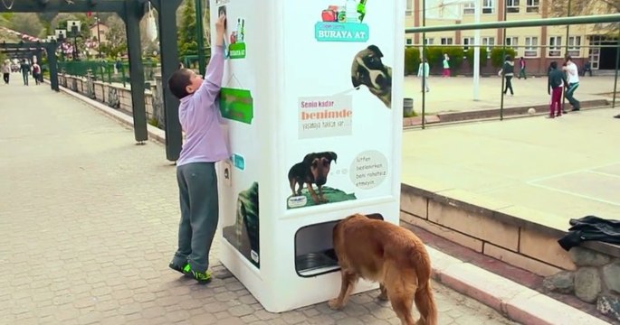 Istanbul : cette machine donne de la nourriture aux chiens errants en échange de bouteilles en plastique