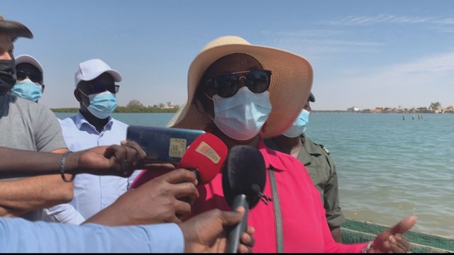 Senegal mangroves: Warning forests could vanish in 30 years