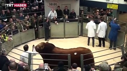 Limuzin cinsi sığır rekor fiyata satıldı