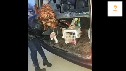 Rescue Poor Puppy Abandoned on the Street in Heavy Rain No Chance of Survival