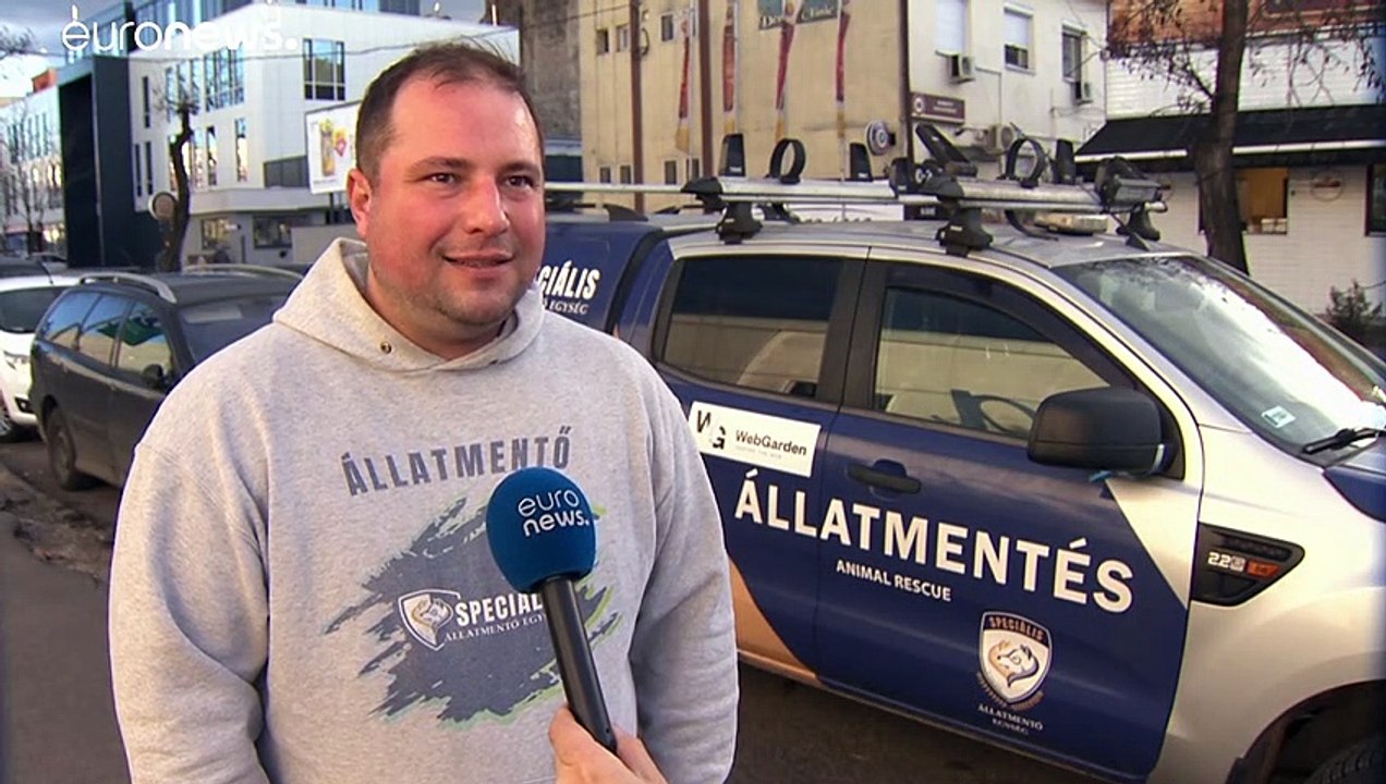 Édes kutyák kerültek a sós pizzákra