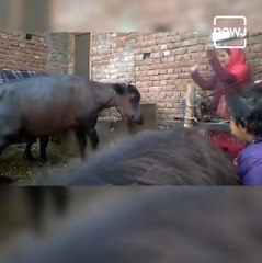 Hilarious Video Shows Buffalo Dancing Along With The Owner