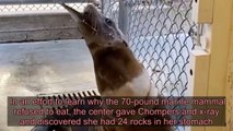Sea Lion Found Tangled in Fishing Line with a Stomach Full of Rocks Gleefully Returns to the Sea