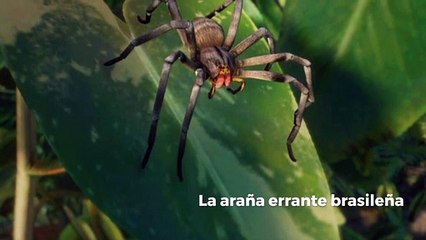 Algunas de las criaturas más peligrosas del mundo