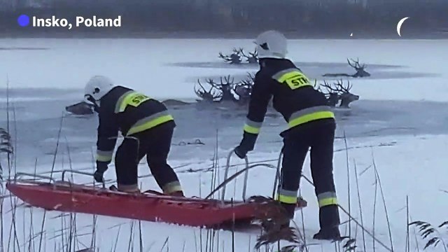 Herd of deer rescued by firefighters from frozen lake in Poland