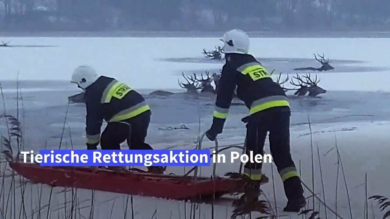 Tierische Rettungsaktion: Feuerwehrleute ziehen Hirsche aus zugefrorenem See