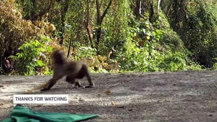 MONKEY JOKE WITH FALSE SNAKE