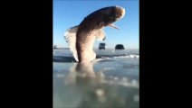 Ce poisson a gelé en sautant hors de l'eau