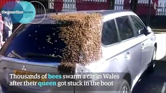 Un essaim de milliers d'abeilles vient au secours de leur reine coincée dans une voiture