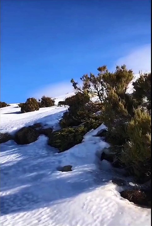 Un sanglier glisse et chute sur des randonneuses