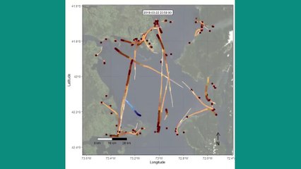 Dramática situación de ballena azul entre embarcaciones