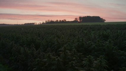 ALPINOLS - 100% organic & sustainable CBD, made in Switzerland