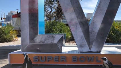 Even penguins want to go to the Super Bowl