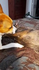 Tucker Carlson Is Too POOPED to POP 