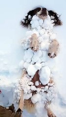 Springer Spaniel Becomes One with the Snow
