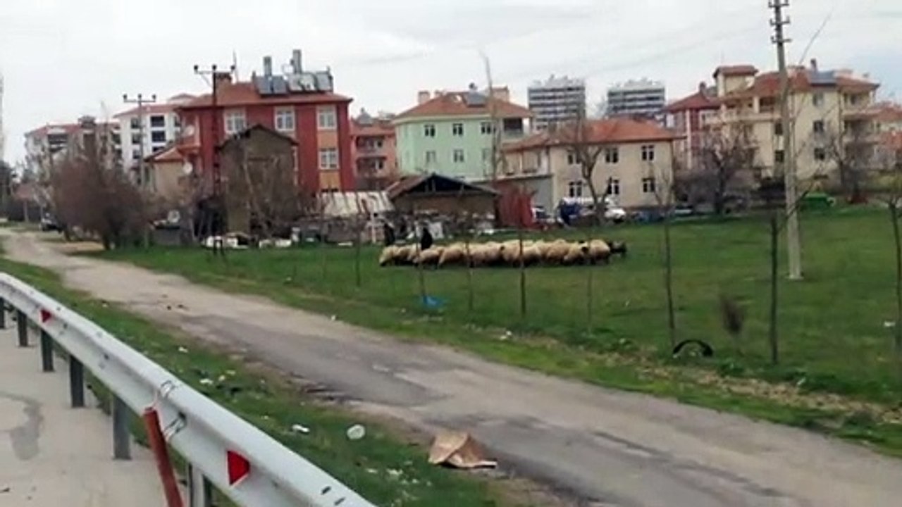 koyunların içerisinde muhteşem güzellik ve otobüs yolculuğu