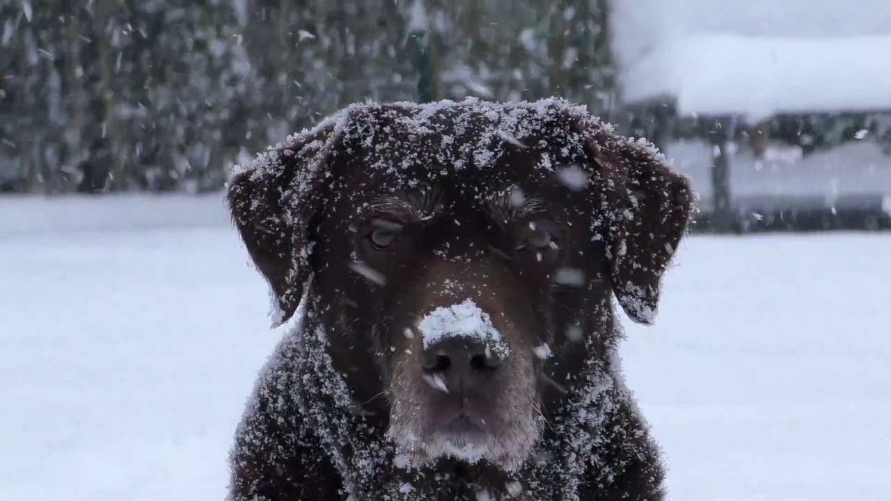 Labrador