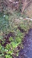 Litter on a walking route between Chester Road and Eden Vale