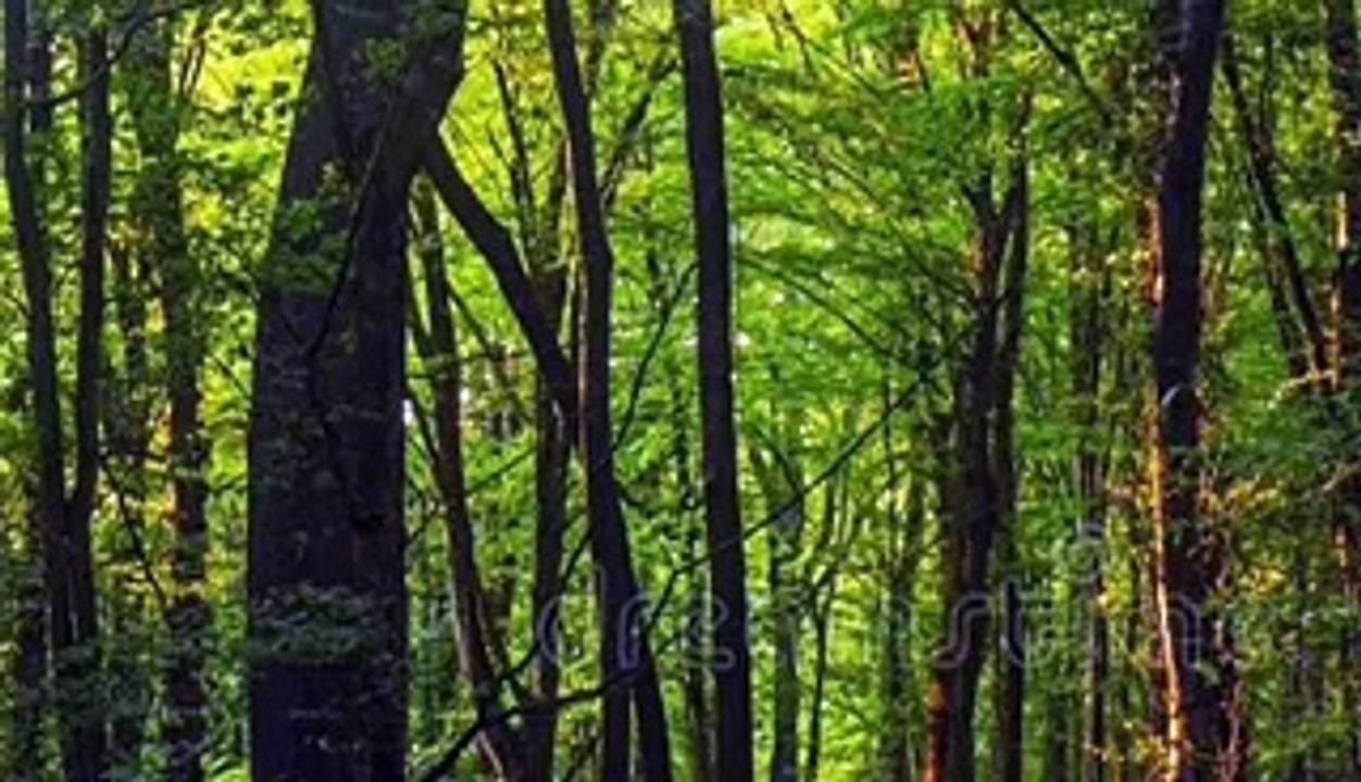 relax forest sound