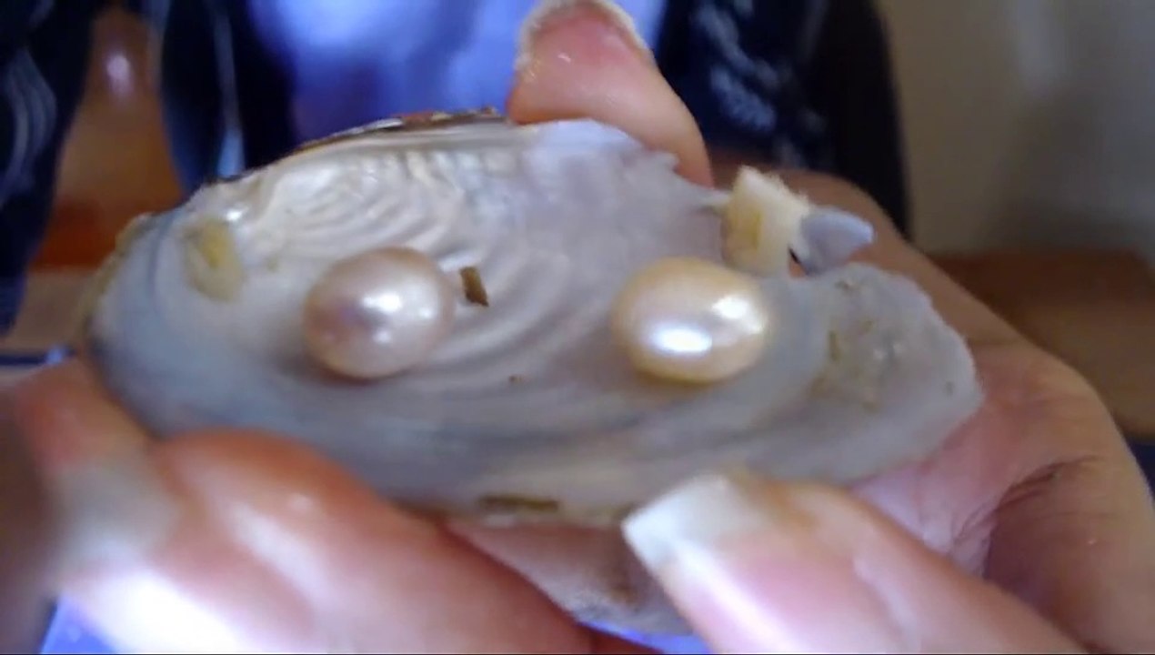Opening real cultured pearls from Oysters