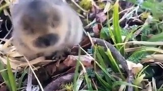 Baby pika sounds. (press play for squeaks!)