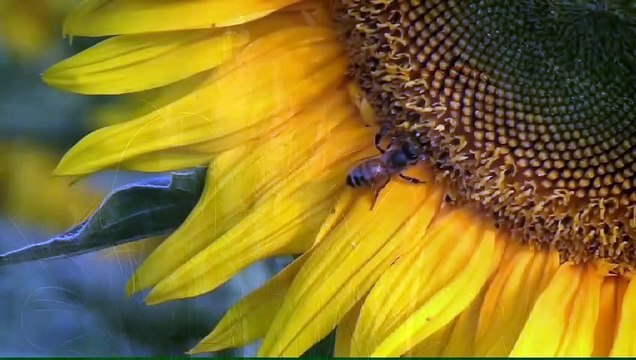 #forest birds singing #relaxation-#soothing-music #stress#Relaxing Music #Stress #Relief #Insomnia #MeditationRelaxing nature birds sound