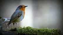 #forest birds singing--#relaxation-#soothing-music #stress#Relaxing Music #Stress #Relief #Insomnia 