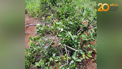 Detectaron otro punto de acopio ilegal de yerba mate en San Pedro