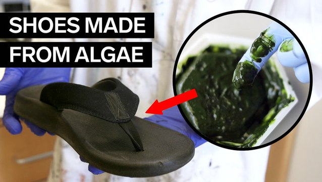 Scientists are making flip-flops out of algae that are 100% biodegradable — and it could reduce plastic pollution