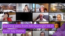Banning pets from bill hearings? All in favor say meow., and other top stories in strange news from February 06, 2021.