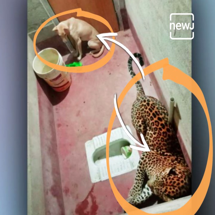 Leopard And Dog Stuck Together For 7 Hours