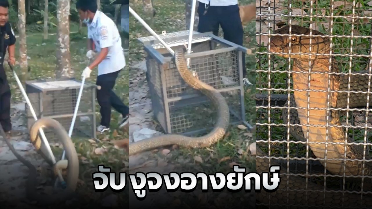 ตัวใหญ่มาก !! นาทีกู้ภัยหมองูภูเก็ต จับงูบองหลา ตัวใหญ่เบ้อเริ่มตามคู่มาบ้านคน