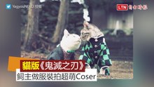 《鬼滅之刃》角色貓咪化！超萌Cos服通通飼主親手縫