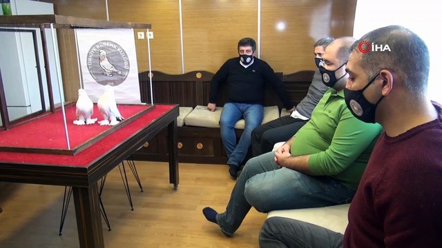 Lüks otomobil fiyatına güvercinlere beş yıldızlı otel