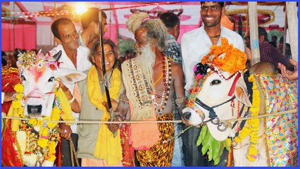 इस शहर में धूमधाम से निकाली गई बैल की बारात, अनोखी शादी देख दंग रह गए लोग, वजह भी हैरान करने वाली