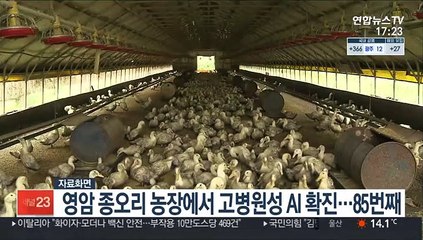 전남 영암 종오리 농장에서 고병원성 AI 확진…85번째