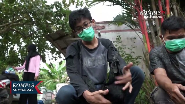 Ayam Cemani Unggas Hitam Yang Kian Digemari Saat Pandemi