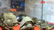 「博龜」限量36套 日月潭文武廟平安龜大展創意
