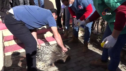 Nesli tükenmekte olan oklu kirpi yaralı halde bulundu