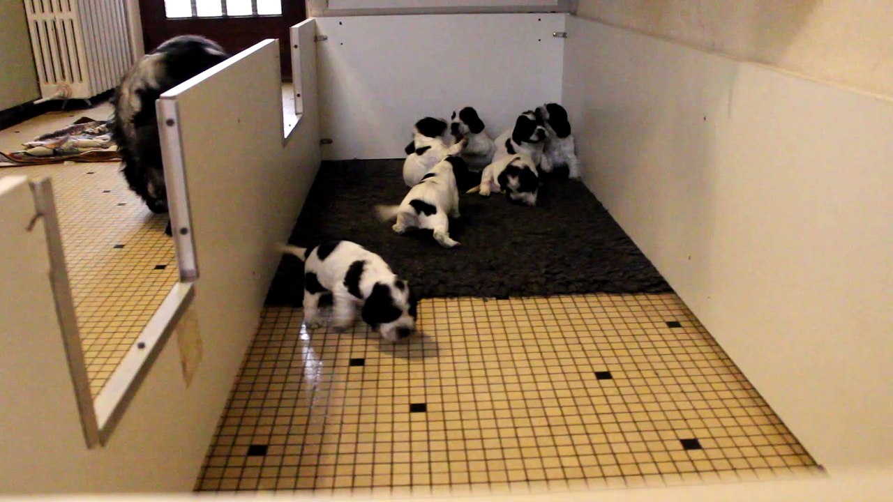 Cocker Anglais Spaniel bordeaux