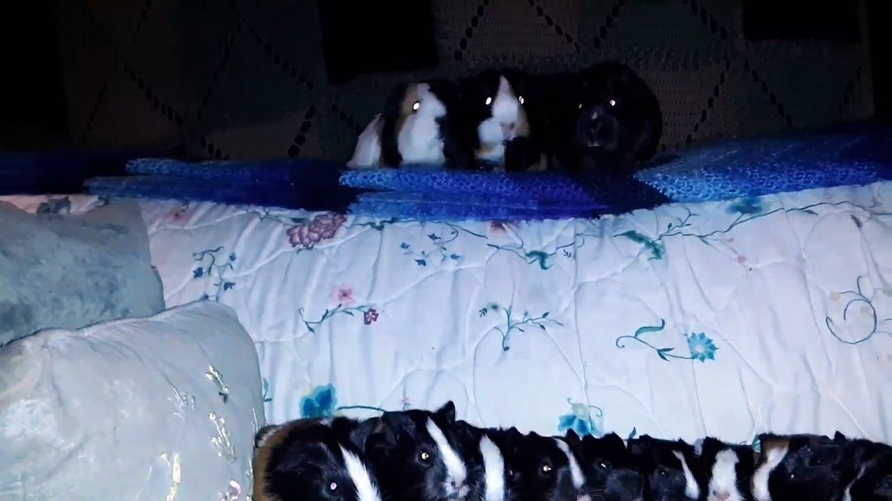 CAVIA PORCELLUS TURMERIC PARSLEY PIXIE DAVID CJ DAVID RJ DAVID MARY TRIXIE CLOVER DAVID IRIS 20200206_192513