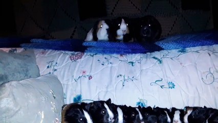 CAVIA PORCELLUS TURMERIC PARSLEY PIXIE DAVID CJ DAVID RJ DAVID MARY TRIXIE CLOVER DAVID IRIS 20200206_192513